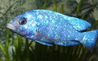 Placidochromis sp. "phenochilus tanzania"