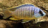 Otopharynx sp. "big spot ", Magunga"