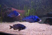 Placidochromis phenochilus, Mdoka
