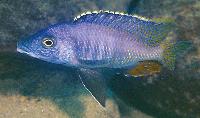 Mylochromis sp. 'lateristriga makanjila, Gome