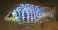Placidochromis  sp. 'jalo'