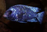 Placidochromis sp. "phenochilus tanzania", Lupingu