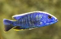 Sciaenochromis fryeri