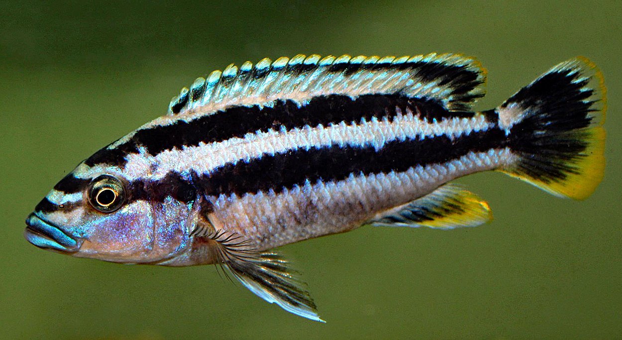 Melanochromis kaskazini, Manda