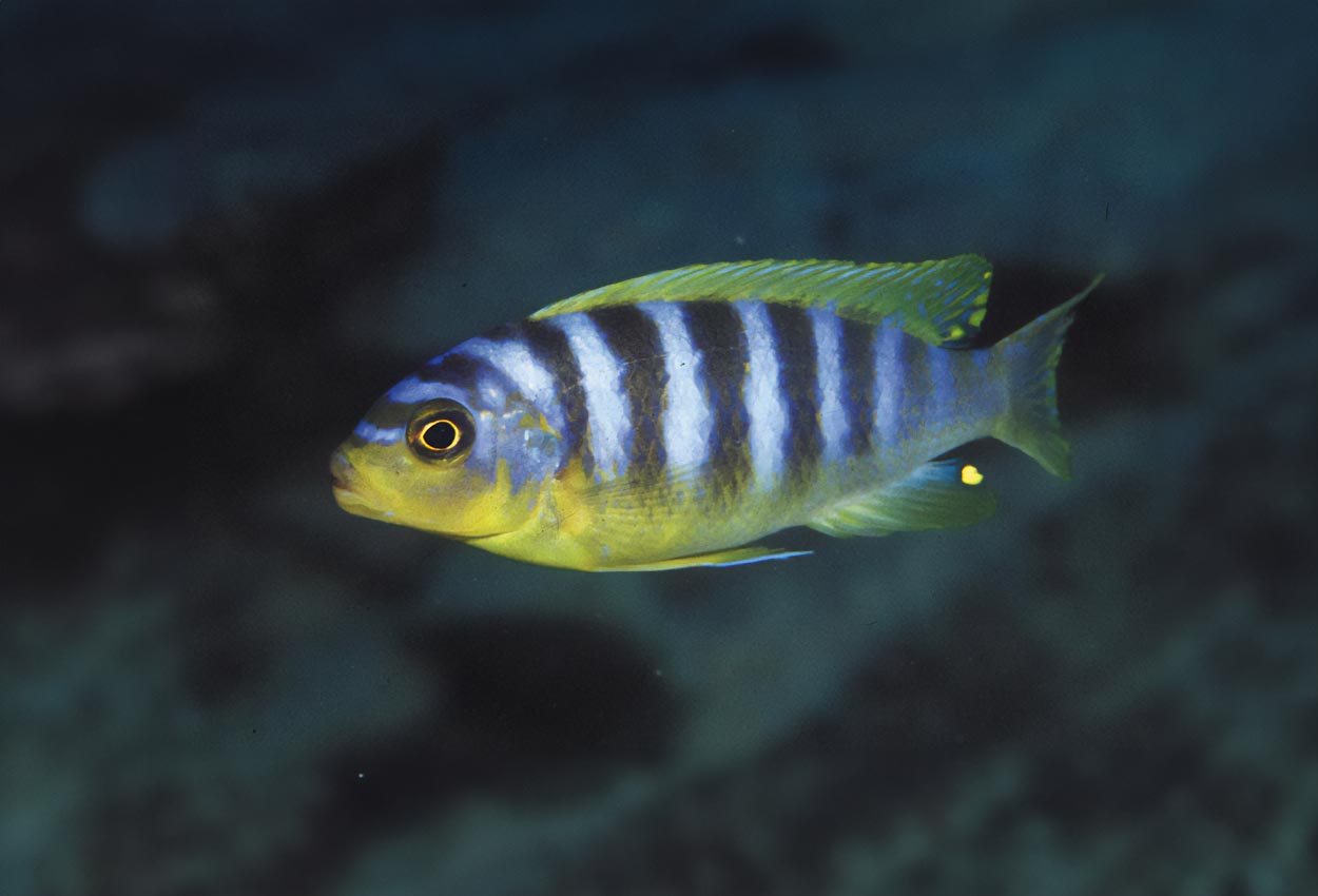 Metriaclima aurora Tumbi