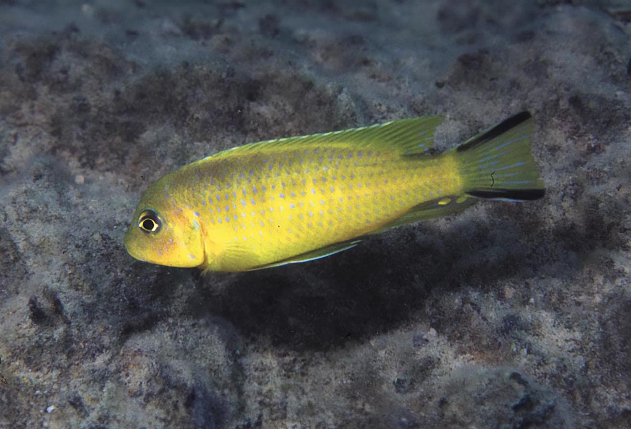 Pseudotropheus sp. "daktari", Hai Reef