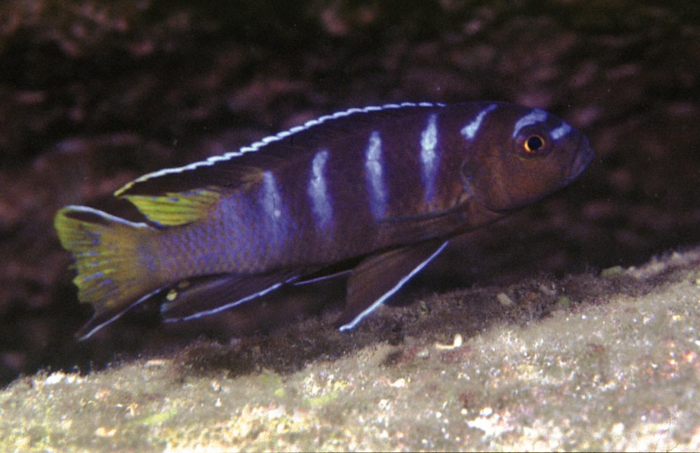 Pseudotropheus sp. "elongatus mbamba", Mbamba Bay