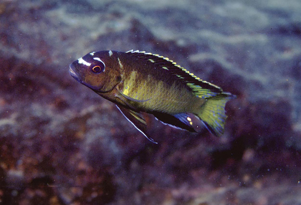 Pseudotropheus sp. "elongatus mbenji brown", Mbenji