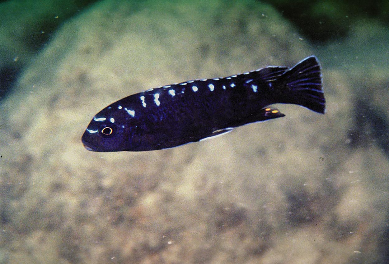 Pseudotropheus sp. "elongatus ruarwe", Hai Reef