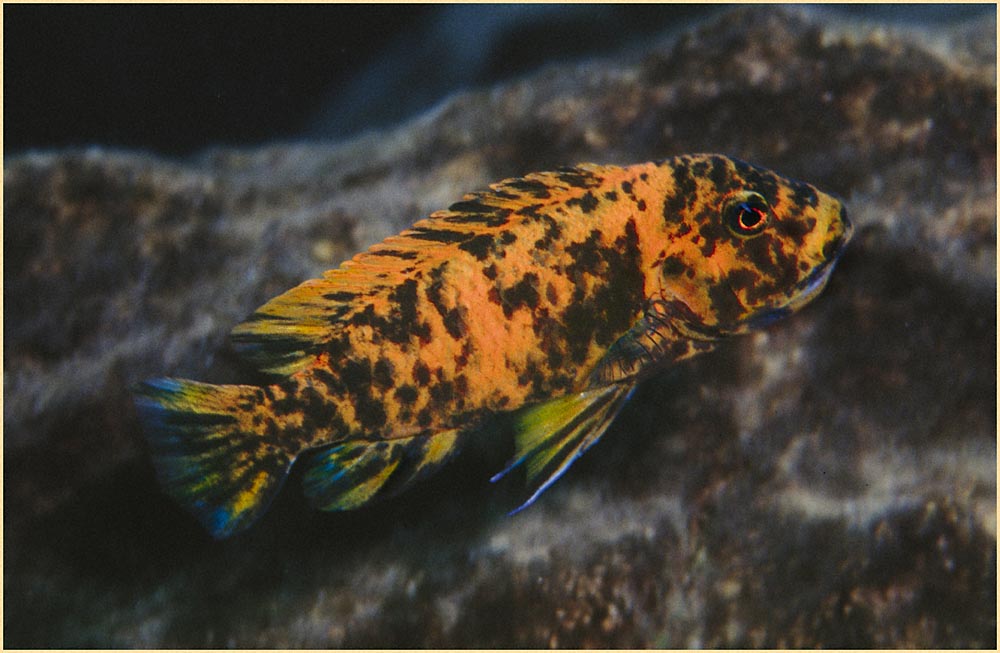 Metriaclima estherae, Minos Reef (hona)
