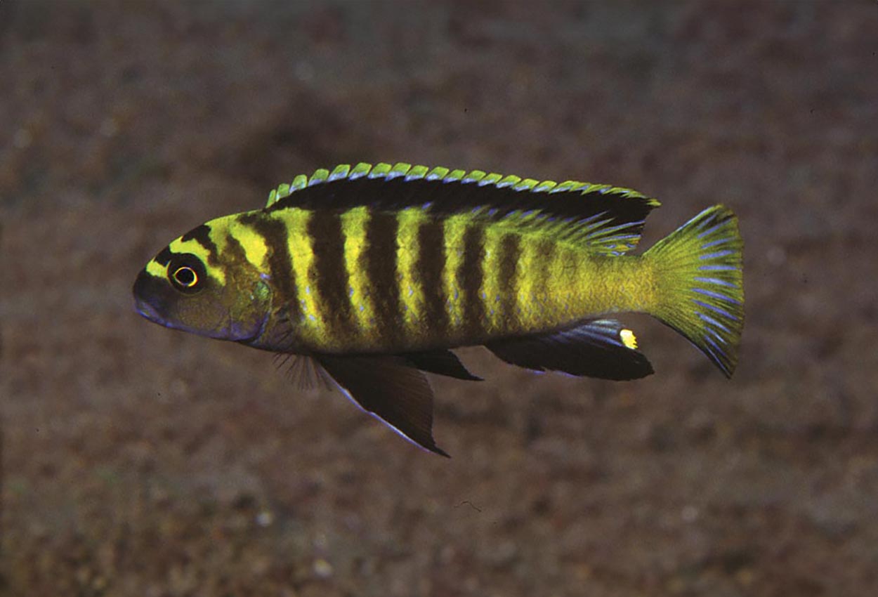 Pseudotropheus flavus, Chinyankwazi