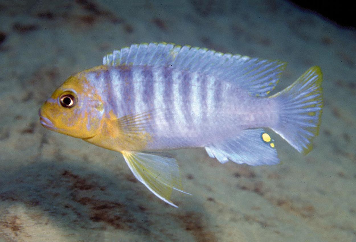 Metriaclima hajomaylandi, Chizumulu