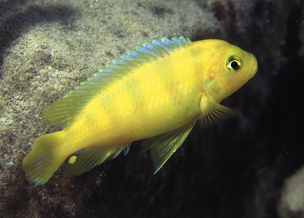 Metriaclima lombardoi, hane