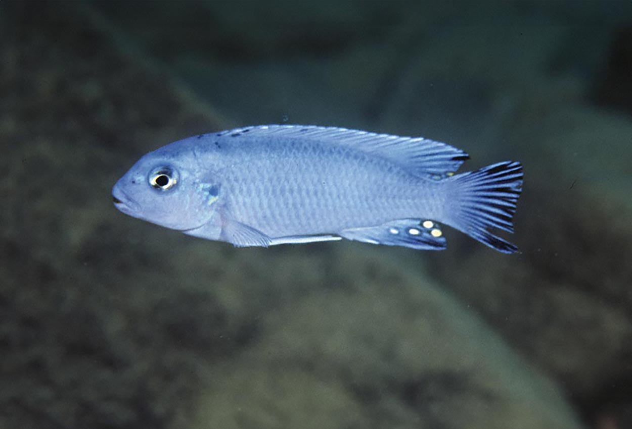 Pseudotropheus socolofi. Cobue