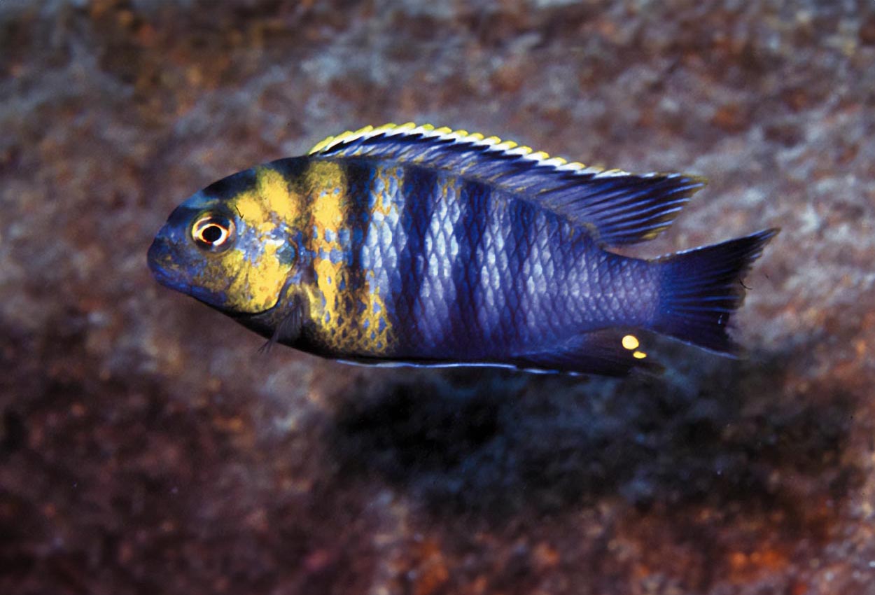 Tropheops sp. "red cheek", Likoma