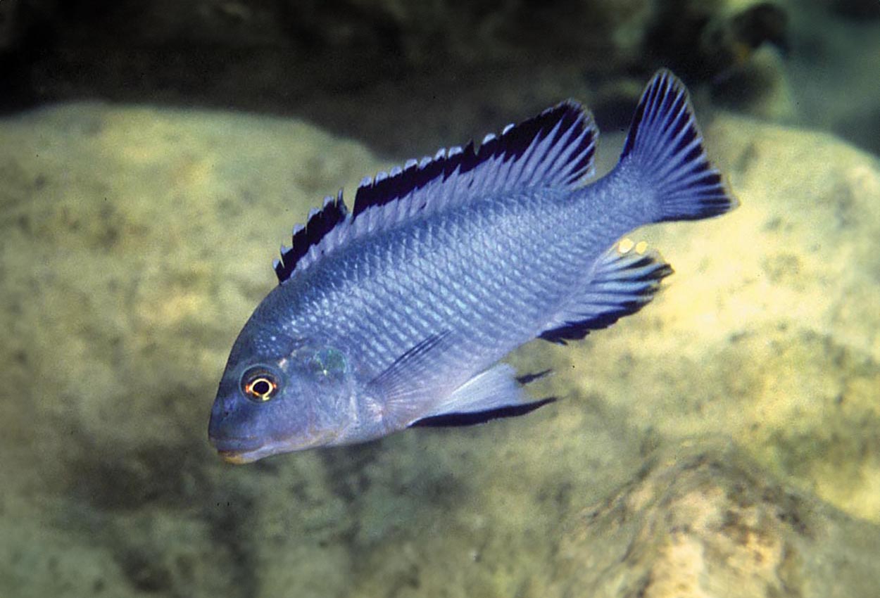 Pseudotropeus williamsi, Chizumulu