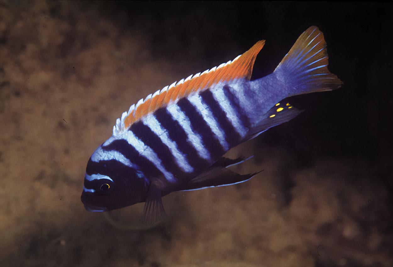 Metriaclima zebra, Nakantenga