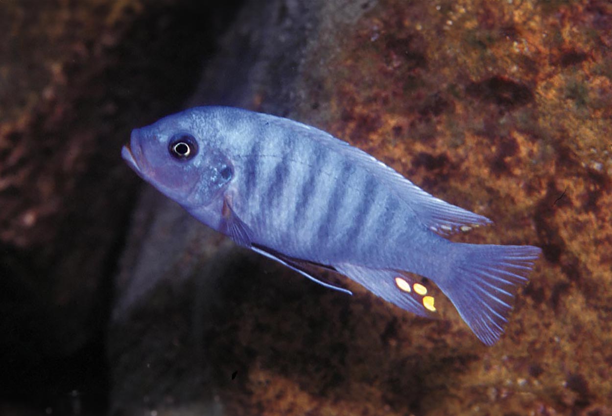 Metriaclima zebra, Lumbaulo
