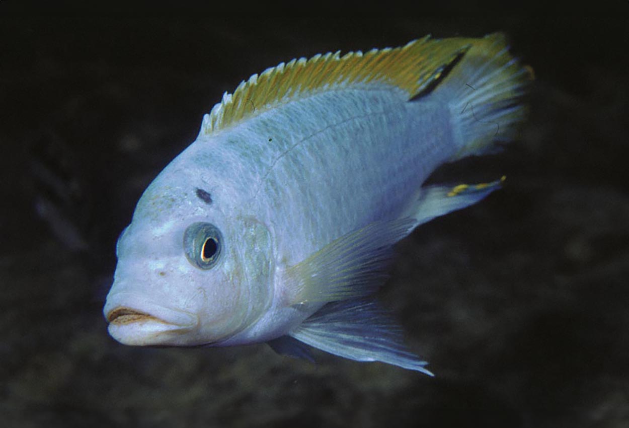 Metriaclima sp. "mbenji", Mbenji
