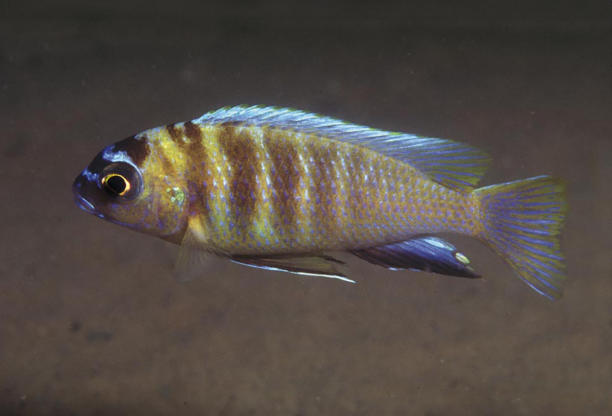 Metriaclima sp. "zebra patricki", Nkhomo Reef