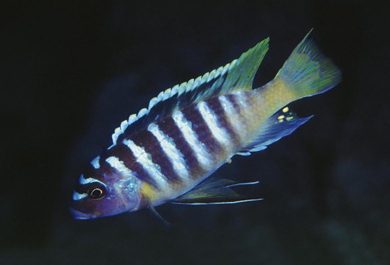 Metriaclima sp. "zebra yellow tail", Lupingu