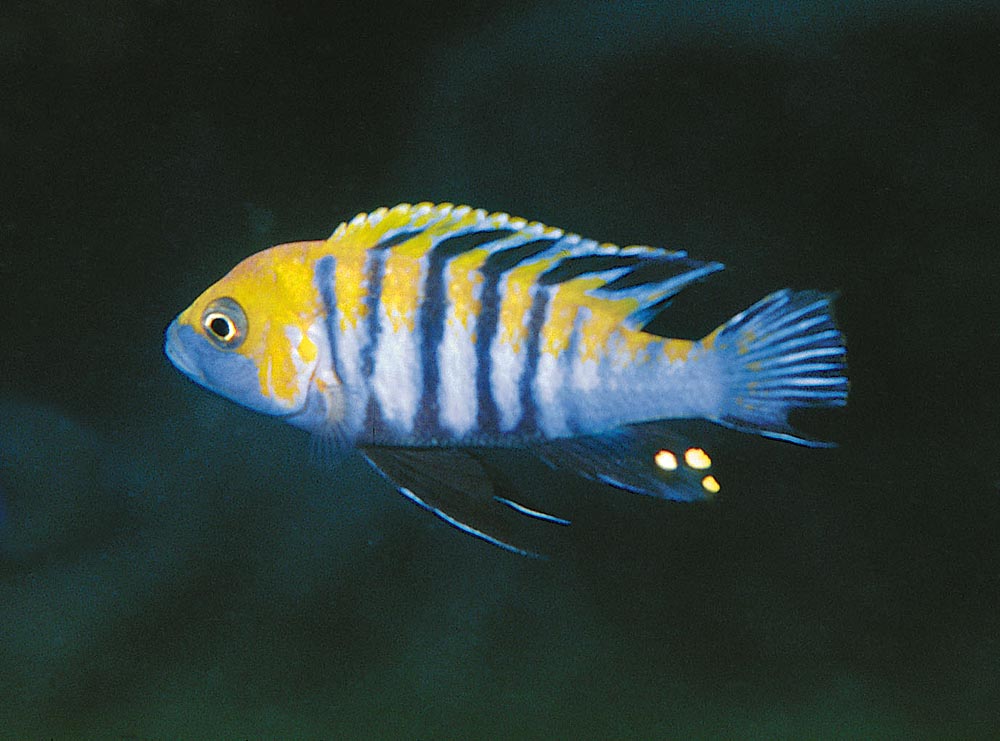 Cynotilapia afra, Cobwe