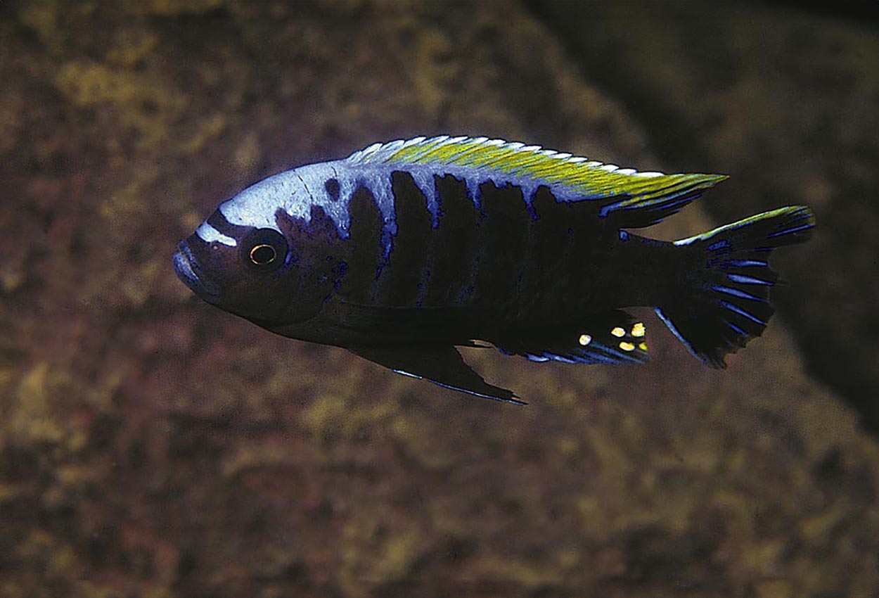 Cynotilapia sp. "mbamba", Nkhata Bay