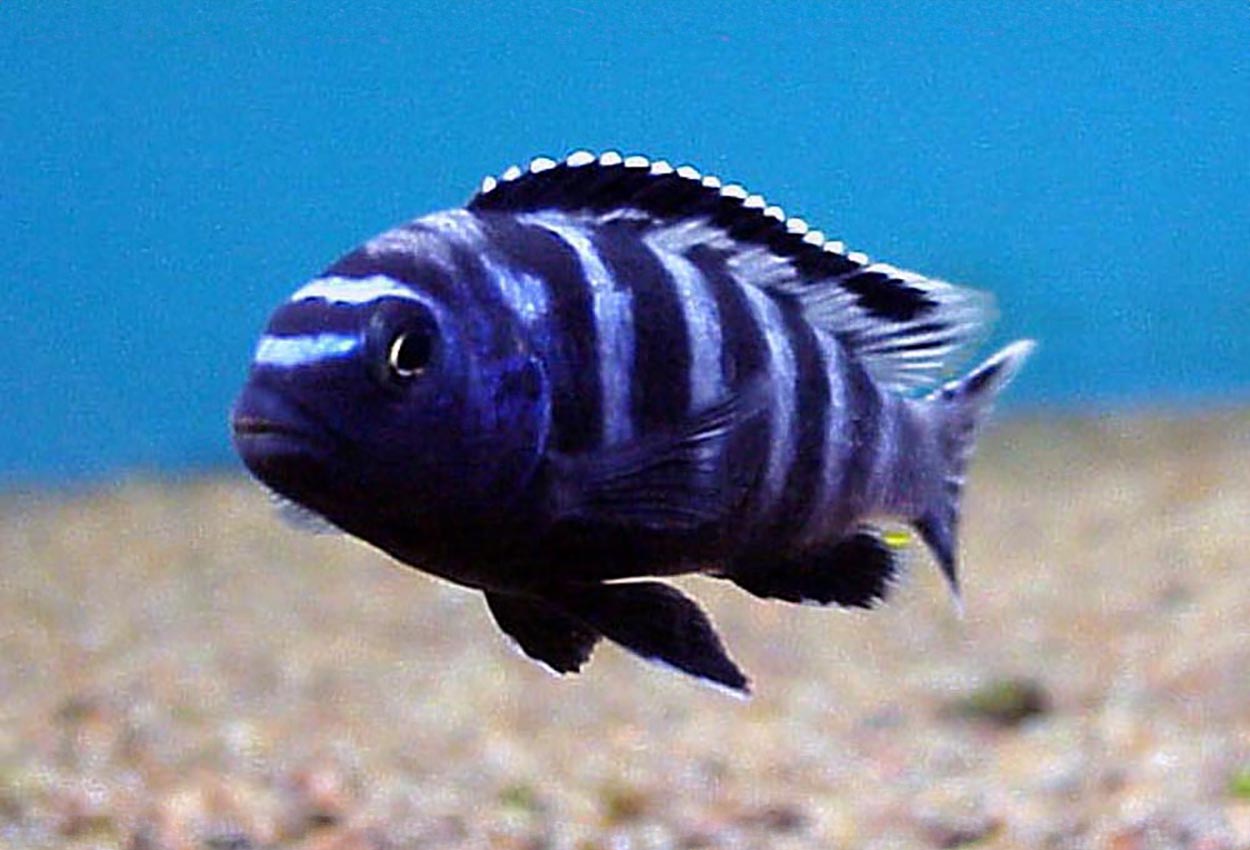 Pseudotropheus saulosi