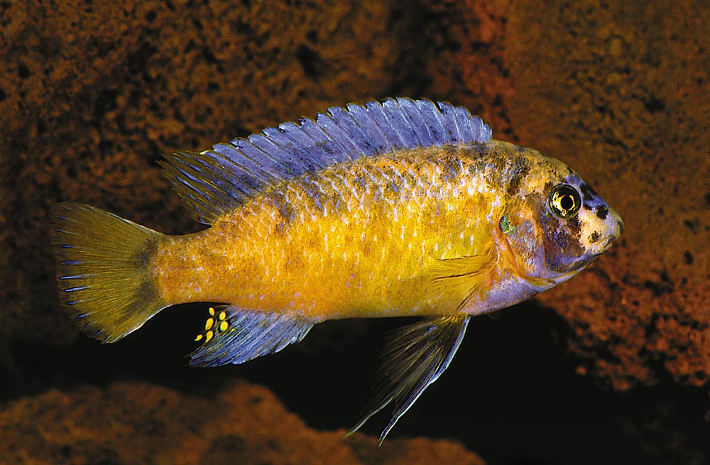 Labeotropheus chlorosiglos/i>, Katale (OB-hane)