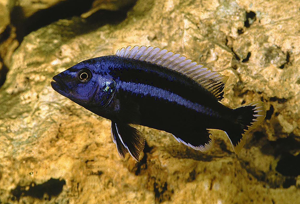 Melanochromis chipocae