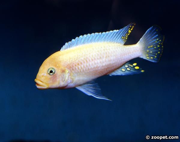 Metriaclima estherae, Minos Reef (hane) akvarieexemplar