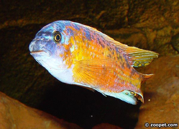 Labeotropheus chlorosiglos, Katale