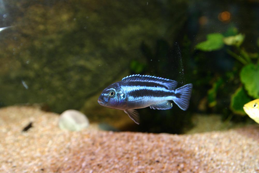 Pseudotropheus johanni