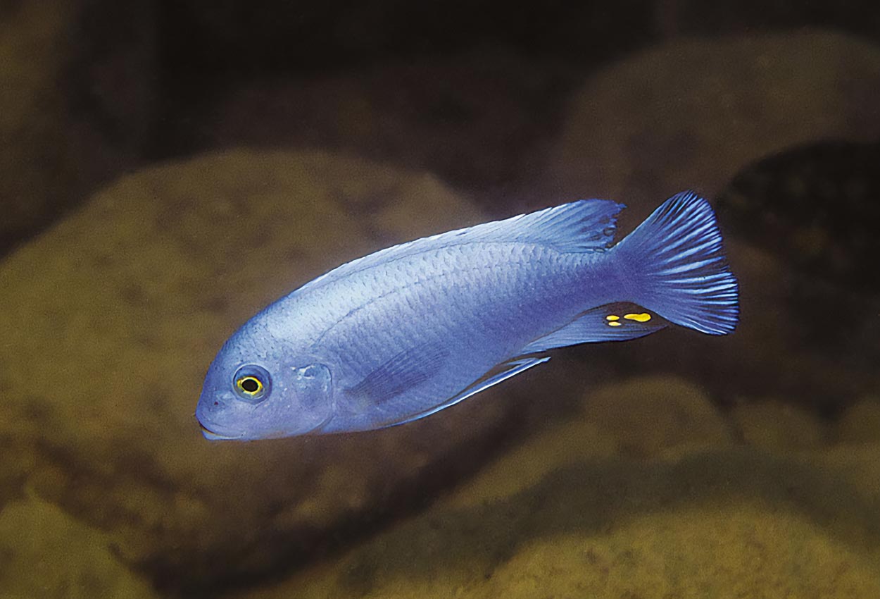 Metriaclima callainos, Nkhata Bay