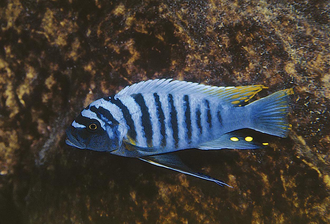 Metriaclima fainzilberi, Manda