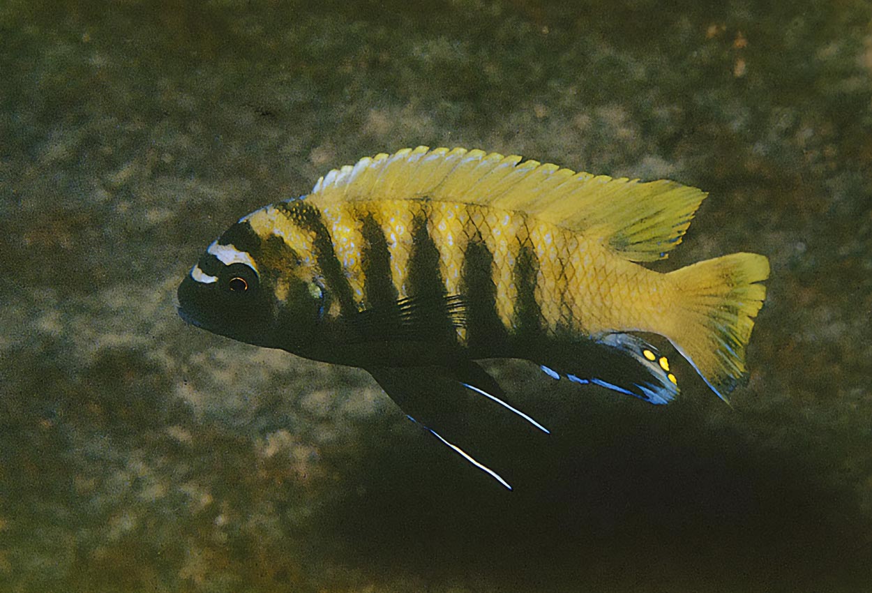 Metriaclima sp. "zebra gold", Nkhata Bay