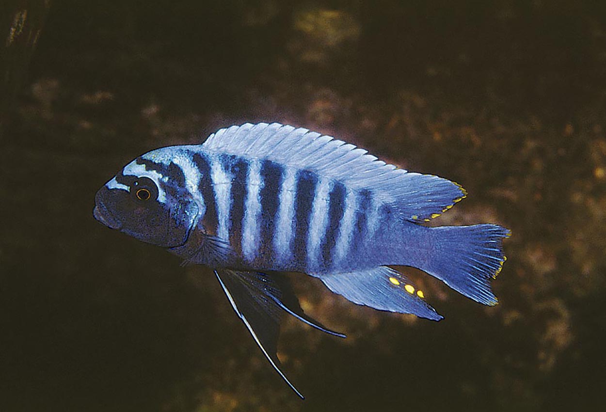 Metriaclima zebra, Nkhungu