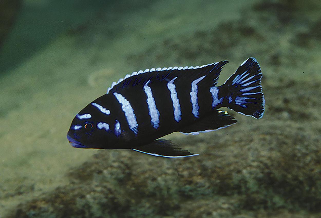 Pseudotropheus demasoni