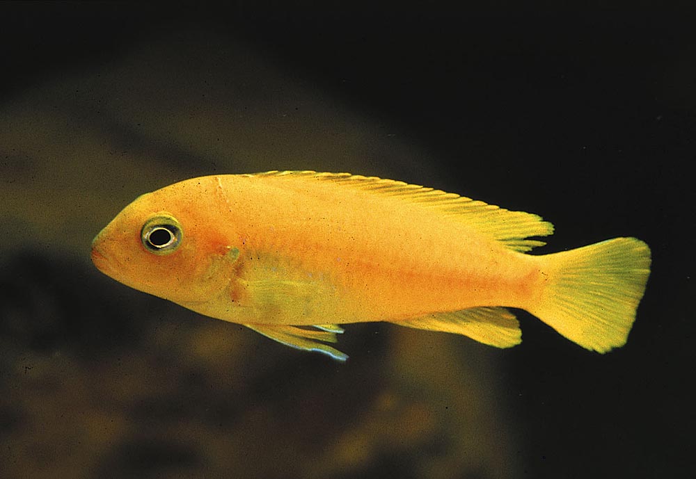 Pseudotropheus saulosi, Taiwan Reef