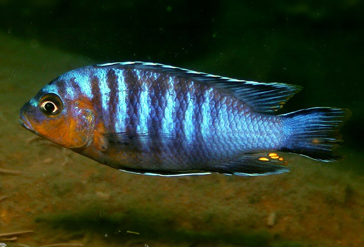 Metriaclima flavifemina, Maleri