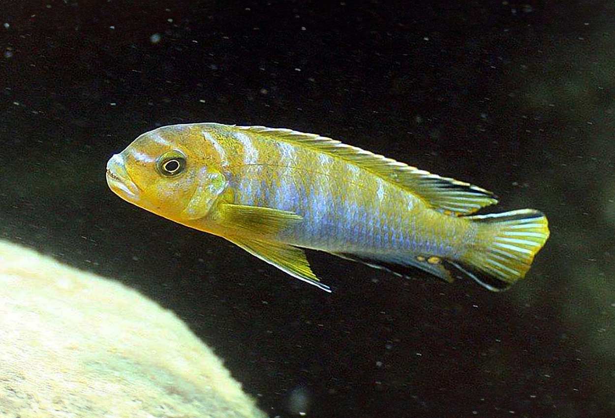 Chindongo cyaneus