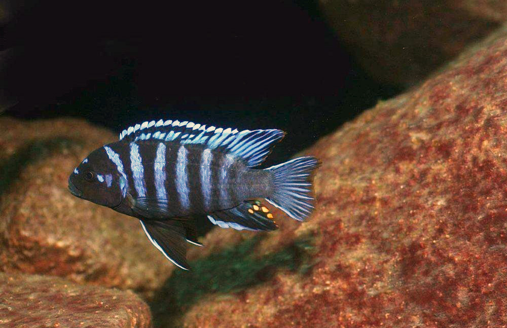 Metriaclima sp. 'aggressive bars'