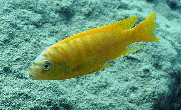 Metriaclima sp. 'zebra gold', Lions Cove