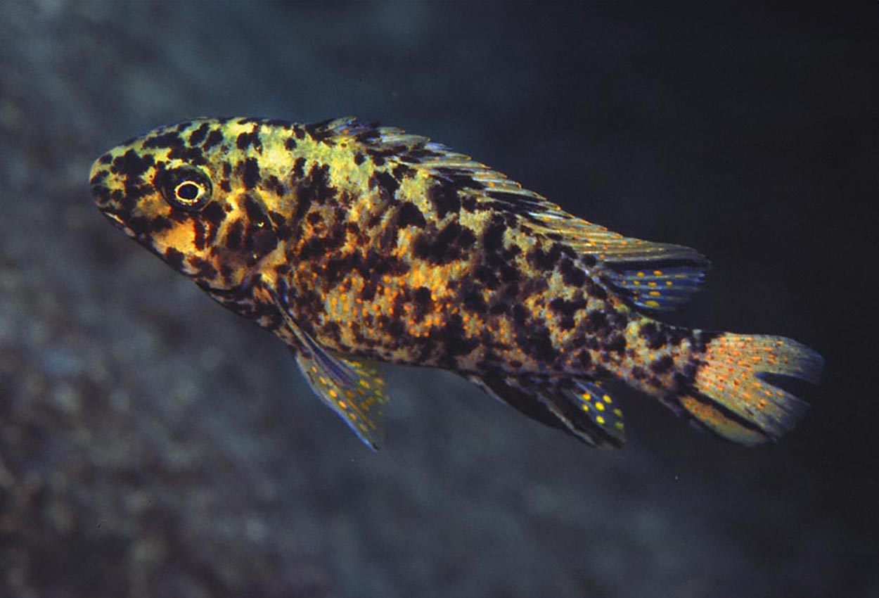 Labeotropheus fuelleborni, Likoma