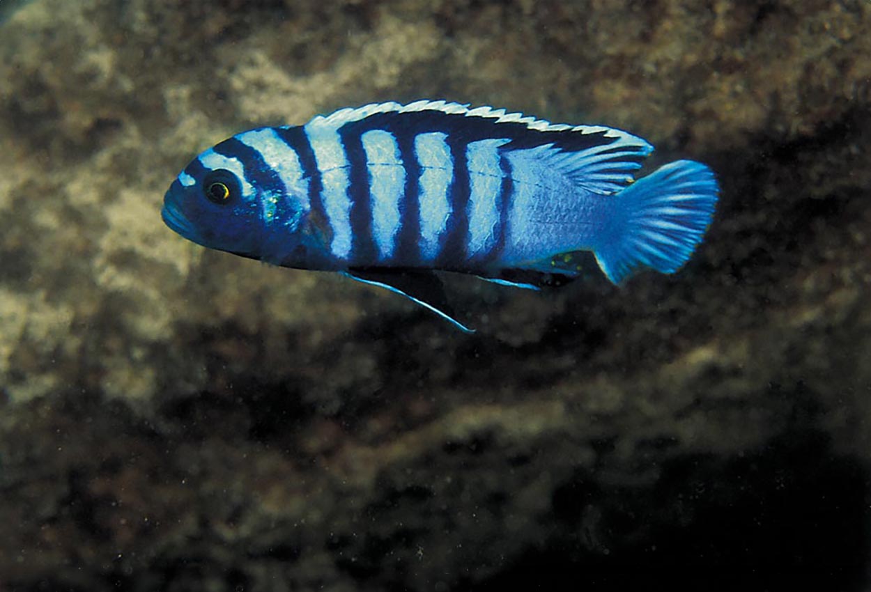 Cynotilapia afra, Mara Point