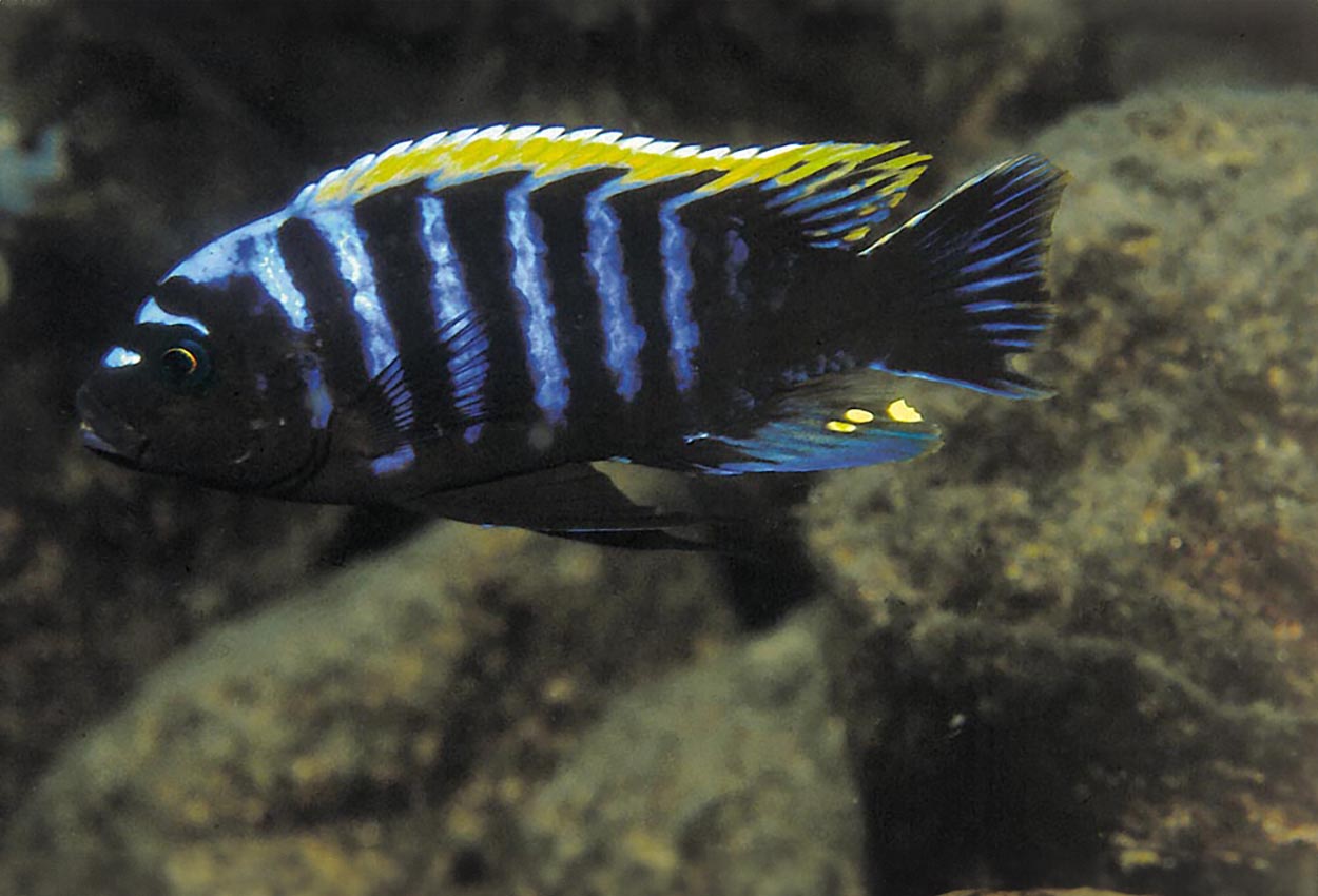 Cynotilapia sp. "mbamba", Chitande