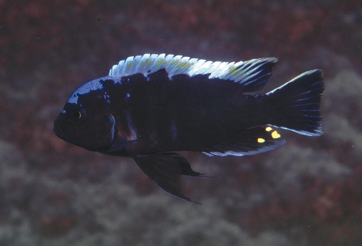 Cynotilapia sp. "mbamba", Lion´s Cove