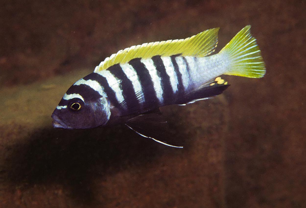 Cynotilapia sp. "jalo",  Jalo Reef