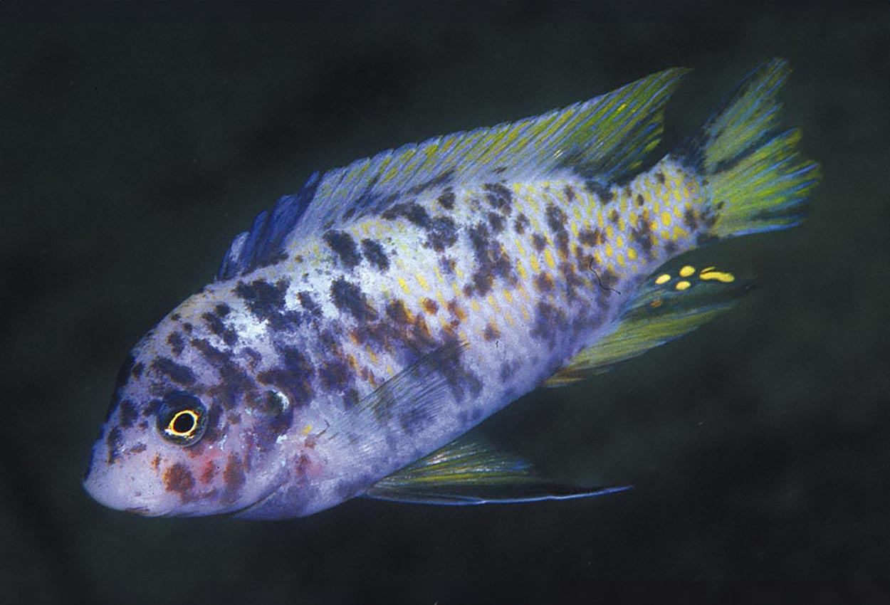 Labeotropheus fuelleborni, Mbenji