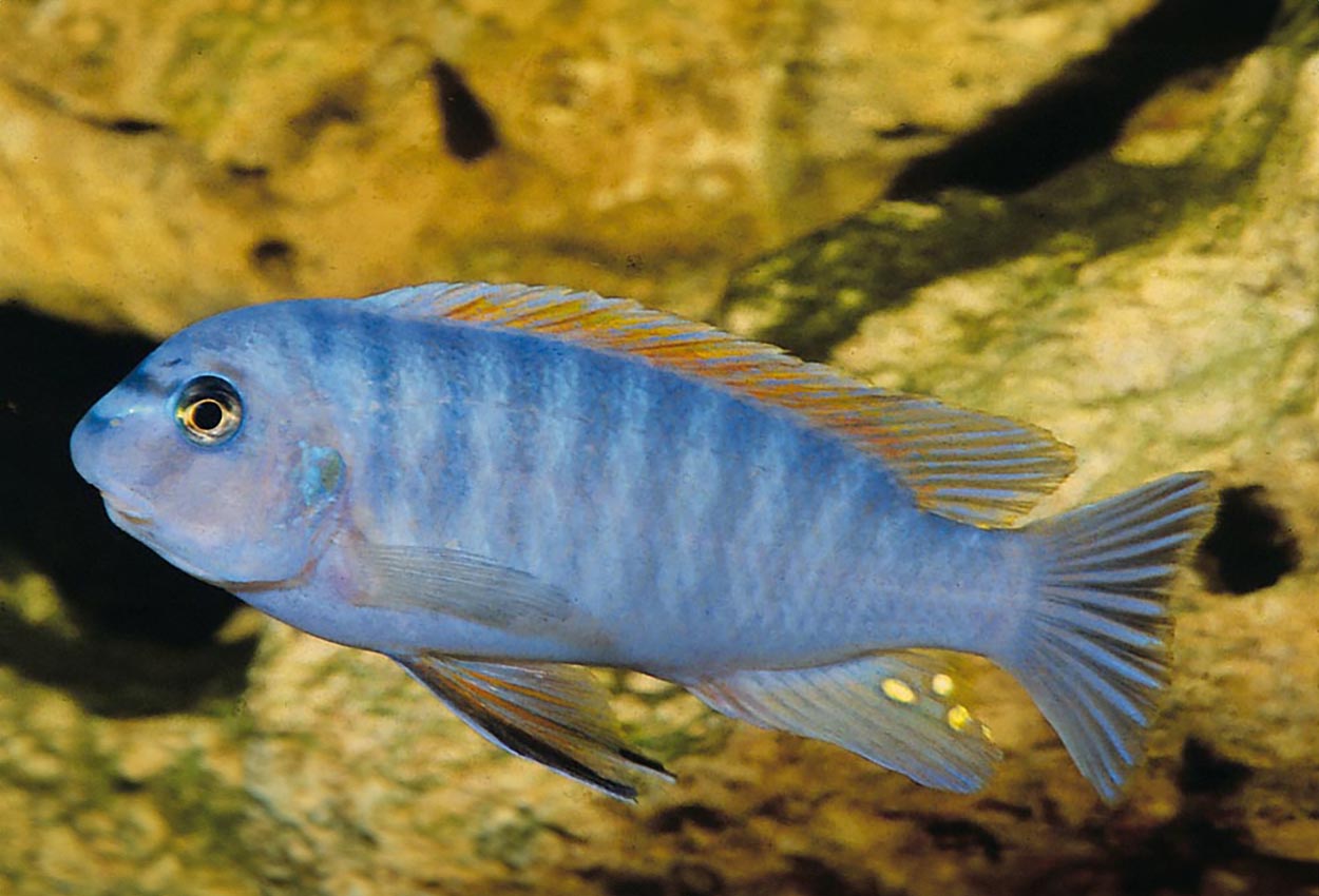 Labeotropheus fuelleborni, Chidunga